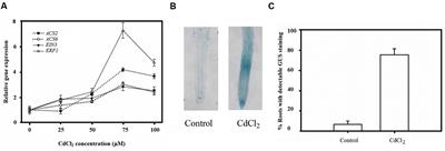 Ethylene Improves Root System Development under Cadmium Stress by Modulating Superoxide Anion Concentration in Arabidopsis thaliana